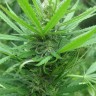 купить семена конопли в интернете Afghan Haze feminised купить семена конопли в интернете Afghan Haze feminised