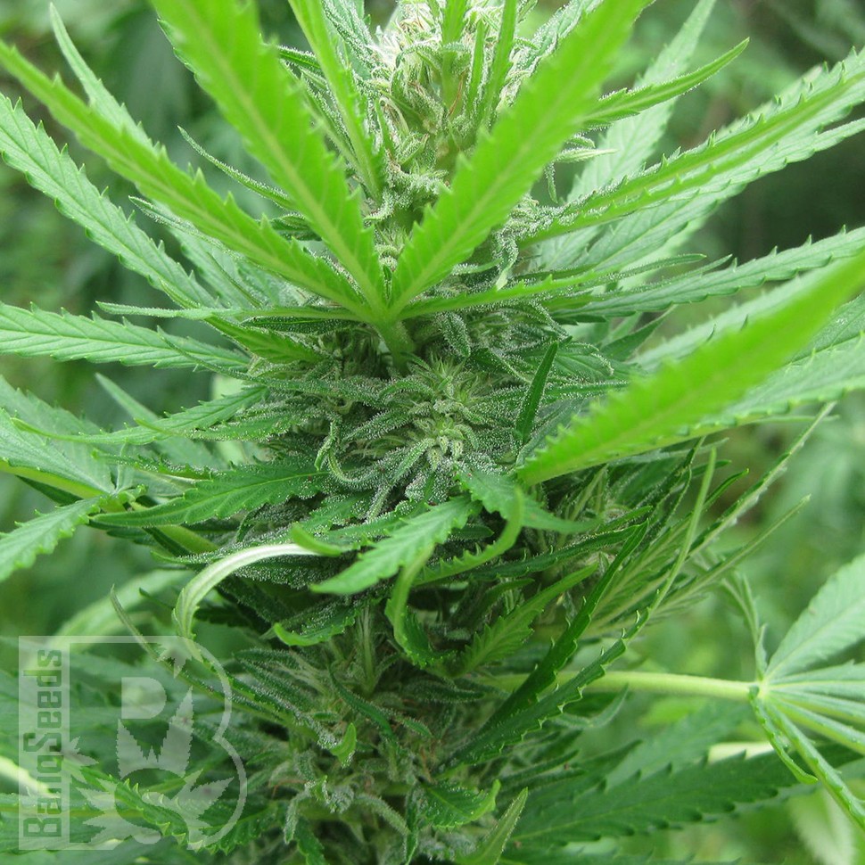 Семена  Afghan Haze feminised Ganja Seeds