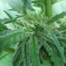 купить семена конопли в оригинальных упаковках Afghan Haze feminised купить семена конопли в оригинальных упаковках Afghan Haze feminised