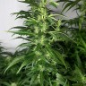 купить урожайные семена конопли Afghan Haze feminised купить урожайные семена конопли Afghan Haze feminised