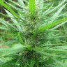 купить семена конопли феминизированные Afghan Haze feminised купить семена конопли феминизированные Afghan Haze feminised