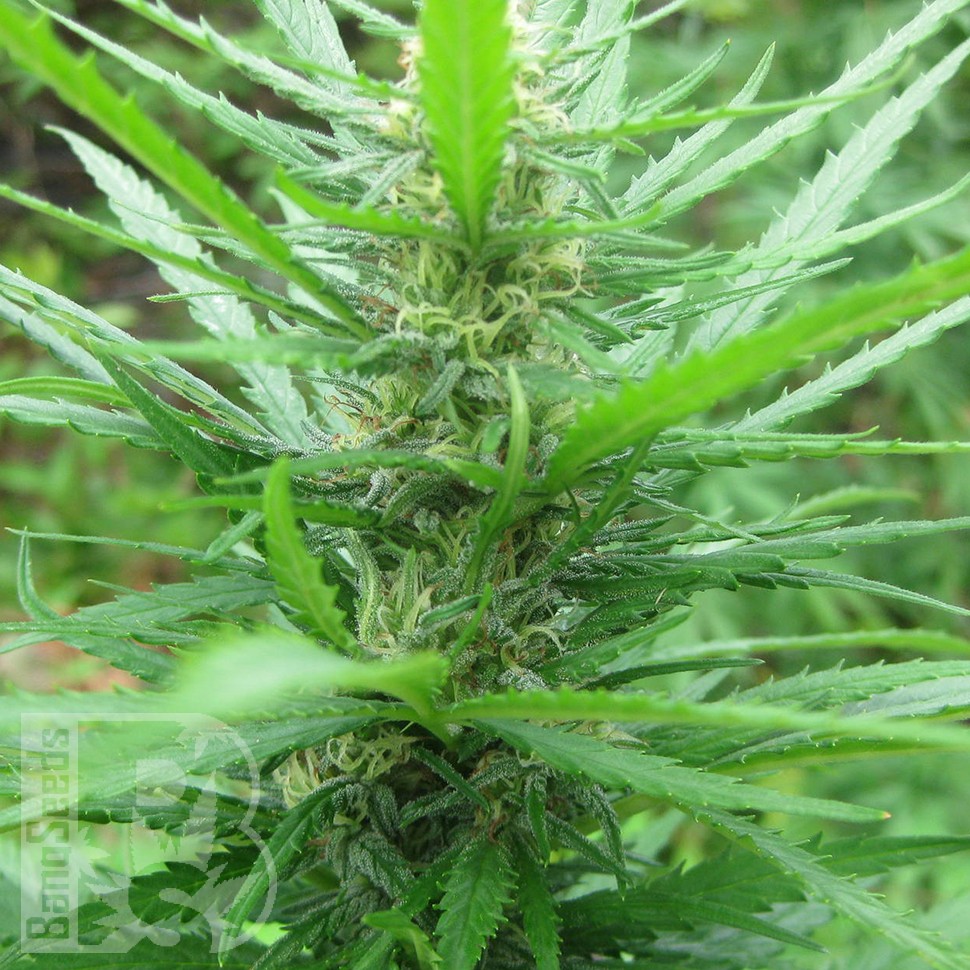 купить семена конопли феминизированные Afghan Haze feminised купить семена конопли феминизированные Afghan Haze feminised