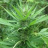 купить семена сортовой конопли Afghan Haze feminised купить семена сортовой конопли Afghan Haze feminised