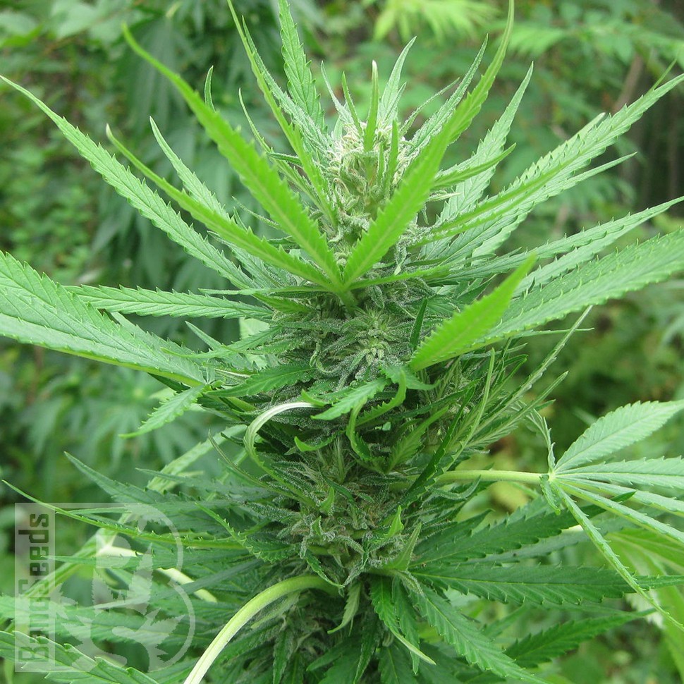 купить семена сортовой конопли Afghan Haze feminised купить семена сортовой конопли Afghan Haze feminised
