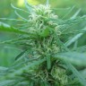 купить семена конопли f1 в оригинальной упаковке Afghan Haze feminised купить семена конопли f1 в оригинальной упаковке Afghan Haze feminised