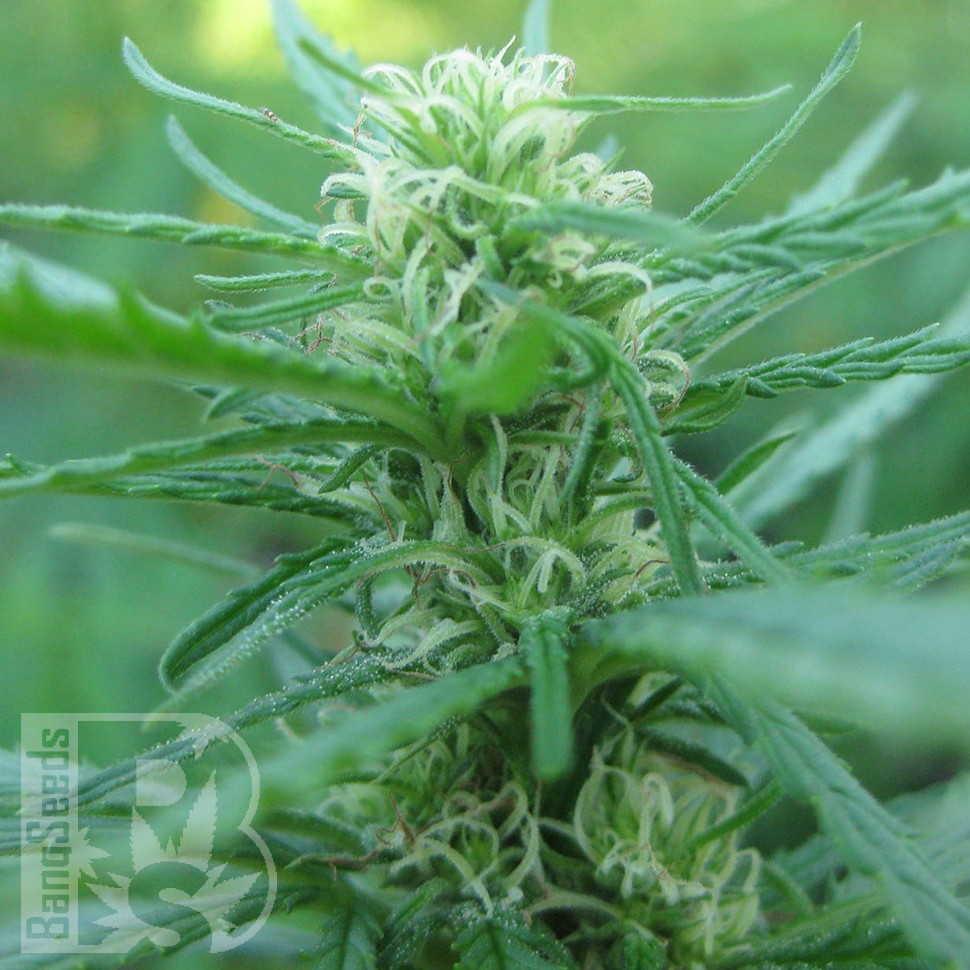 купить семена конопли f1 в оригинальной упаковке Afghan Haze feminised купить семена конопли f1 в оригинальной упаковке Afghan Haze feminised