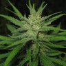 купить семена конопли интернет магазин Afghan Haze feminised купить семена конопли интернет магазин Afghan Haze feminised
