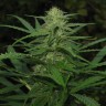 купить семена конопли в фирменной упаковке Afghan Haze feminised купить семена конопли в фирменной упаковке Afghan Haze feminised