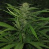 купить мощные семена конопли Afghan Haze feminised купить мощные семена конопли Afghan Haze feminised