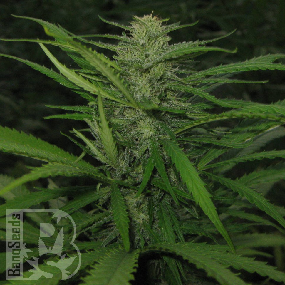 купить мощные семена конопли Afghan Haze feminised купить мощные семена конопли Afghan Haze feminised