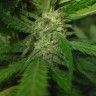 купить семена конопли с доставкой Afghan Haze feminised купить семена конопли с доставкой Afghan Haze feminised