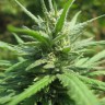 купить семена конопли в Украине Afghan Haze feminised купить семена конопли в Украине Afghan Haze feminised