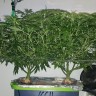 купить семена конопли недорого Afghan Haze feminised купить семена конопли недорого Afghan Haze feminised