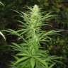 купить урожайные семена конопли Afghan Haze feminised купить урожайные семена конопли Afghan Haze feminised
