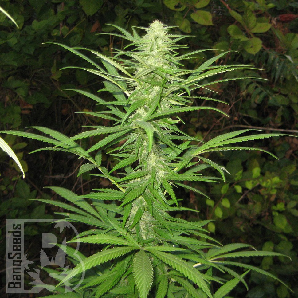 купить урожайные семена конопли Afghan Haze feminised купить урожайные семена конопли Afghan Haze feminised