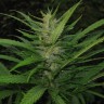 купить семена конопли дешево Afghan Haze feminised купить семена конопли дешево Afghan Haze feminised