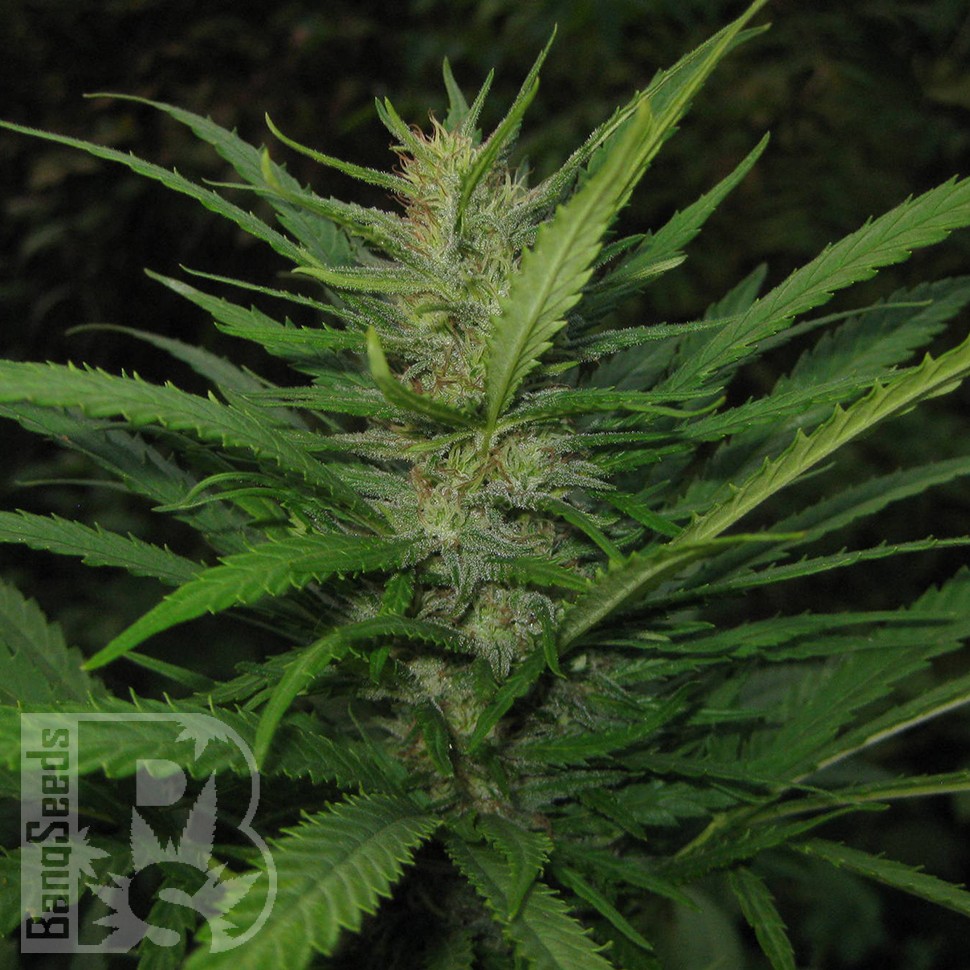 купить семена конопли дешево Afghan Haze feminised купить семена конопли дешево Afghan Haze feminised