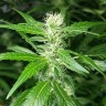 купить семена конопли гидропоники Afghan Haze feminised купить семена конопли гидропоники Afghan Haze feminised