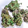 Семена конопли  White Blueberry Pie feminised Ganja Seeds Семена конопли  White Blueberry Pie feminised Ganja Seeds
