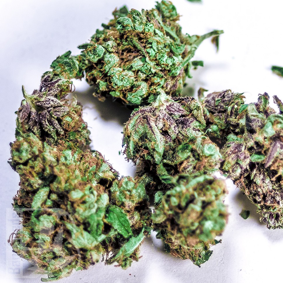 Семена конопли  White Blueberry Pie feminised Ganja Seeds Семена конопли  White Blueberry Pie feminised Ganja Seeds