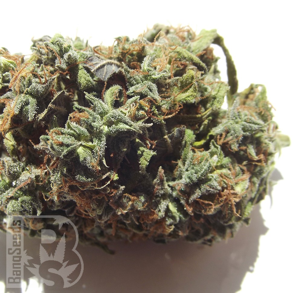 Семена конопли  White Blueberry Pie feminised Ganja Seeds Семена конопли  White Blueberry Pie feminised Ganja Seeds