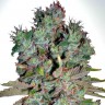 Семена конопли  White Blueberry Pie feminised Ganja Seeds Семена конопли  White Blueberry Pie feminised Ganja Seeds