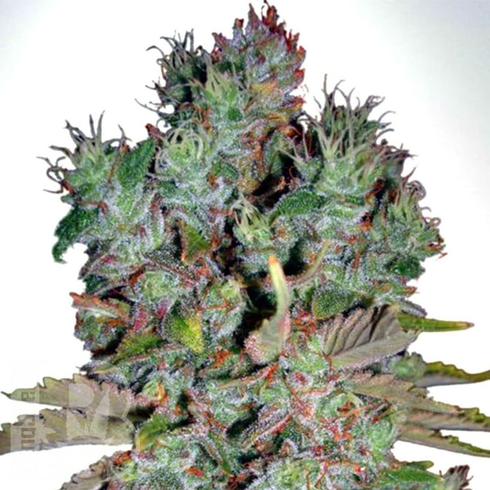 Семена конопли  White Blueberry Pie feminised Ganja Seeds Семена конопли  White Blueberry Pie feminised Ganja Seeds