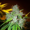 Семена конопли  White Blueberry Pie feminised Ganja Seeds Семена конопли  White Blueberry Pie feminised Ganja Seeds