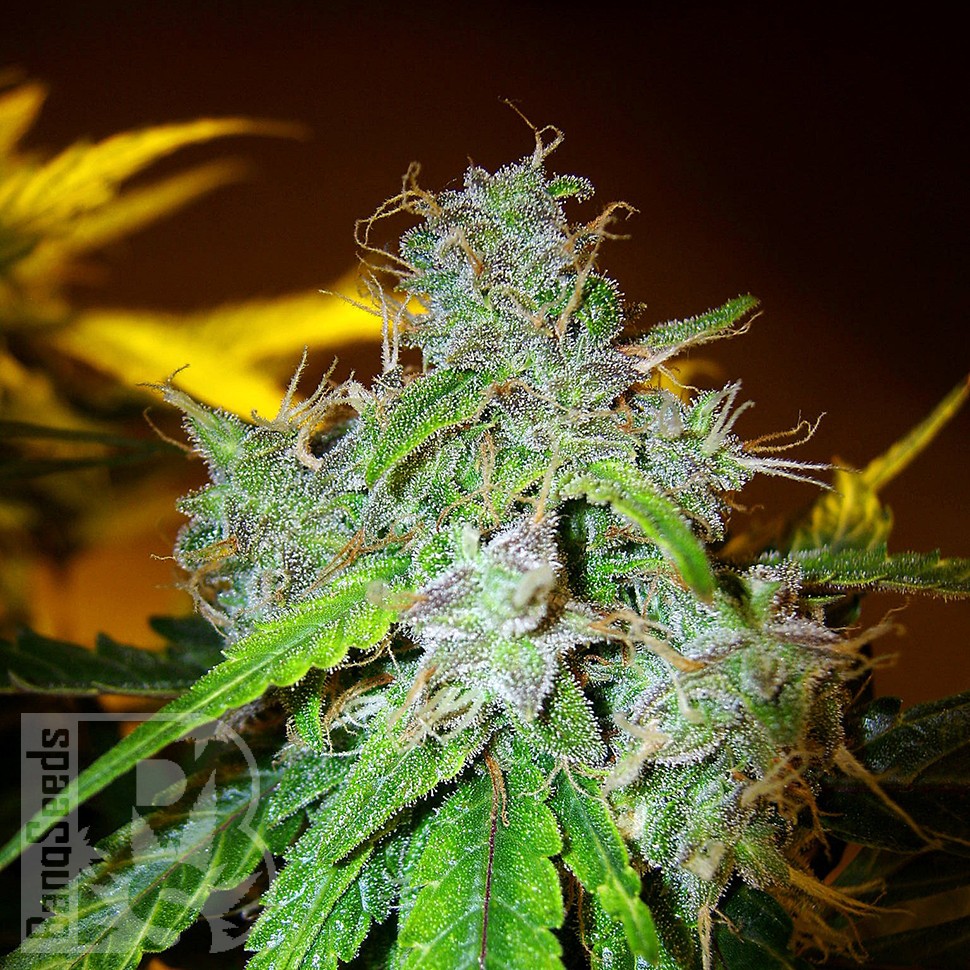 Семена конопли  White Blueberry Pie feminised Ganja Seeds