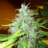 Семена конопли  White Blueberry Pie feminised Ganja Seeds Семена конопли  White Blueberry Pie feminised Ganja Seeds