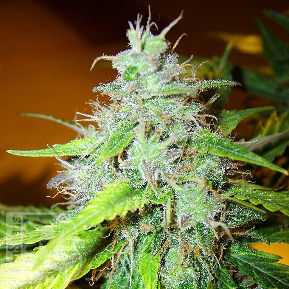 Семена конопли  White Blueberry Pie feminised Ganja Seeds Семена конопли  White Blueberry Pie feminised Ganja Seeds