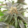 семена конопли дешево Purple Kush regular Ganja Seeds семена конопли дешево Purple Kush regular Ganja Seeds