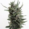 Семена  Purple Kush regular Ganja Seeds Семена  Purple Kush regular Ganja Seeds