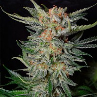 Daken feminised GanjaVIP Seeds