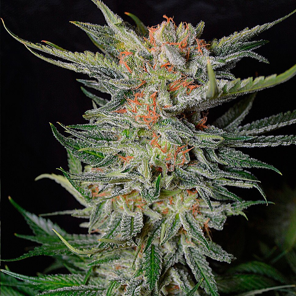 Семена марихуаны  Daken feminised GanjaVIP Seeds