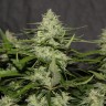 заказ семян конопли Алма-Ата White Widow feminised Victory Seeds заказ семян конопли Алма-Ата White Widow feminised Victory Seeds