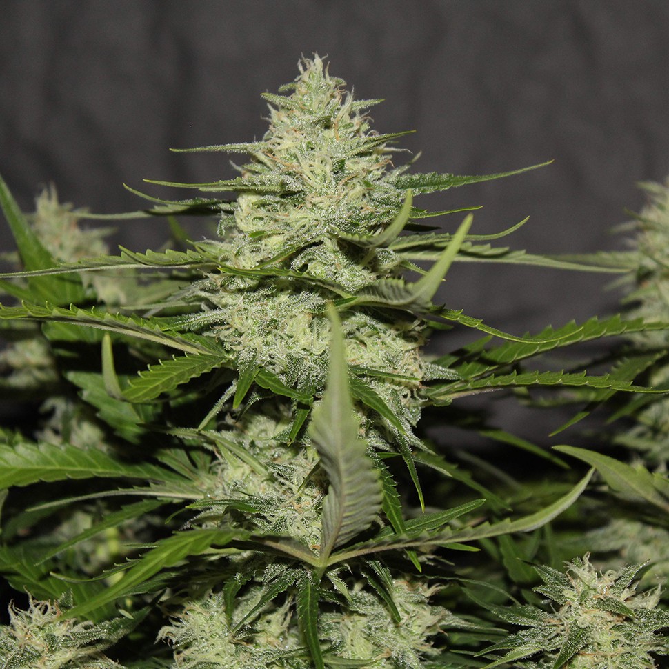 заказ семян конопли Алма-Ата White Widow feminised Victory Seeds заказ семян конопли Алма-Ата White Widow feminised Victory Seeds