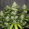 семена конопли недорого White Widow feminised Victory Seeds семена конопли недорого White Widow feminised Victory Seeds