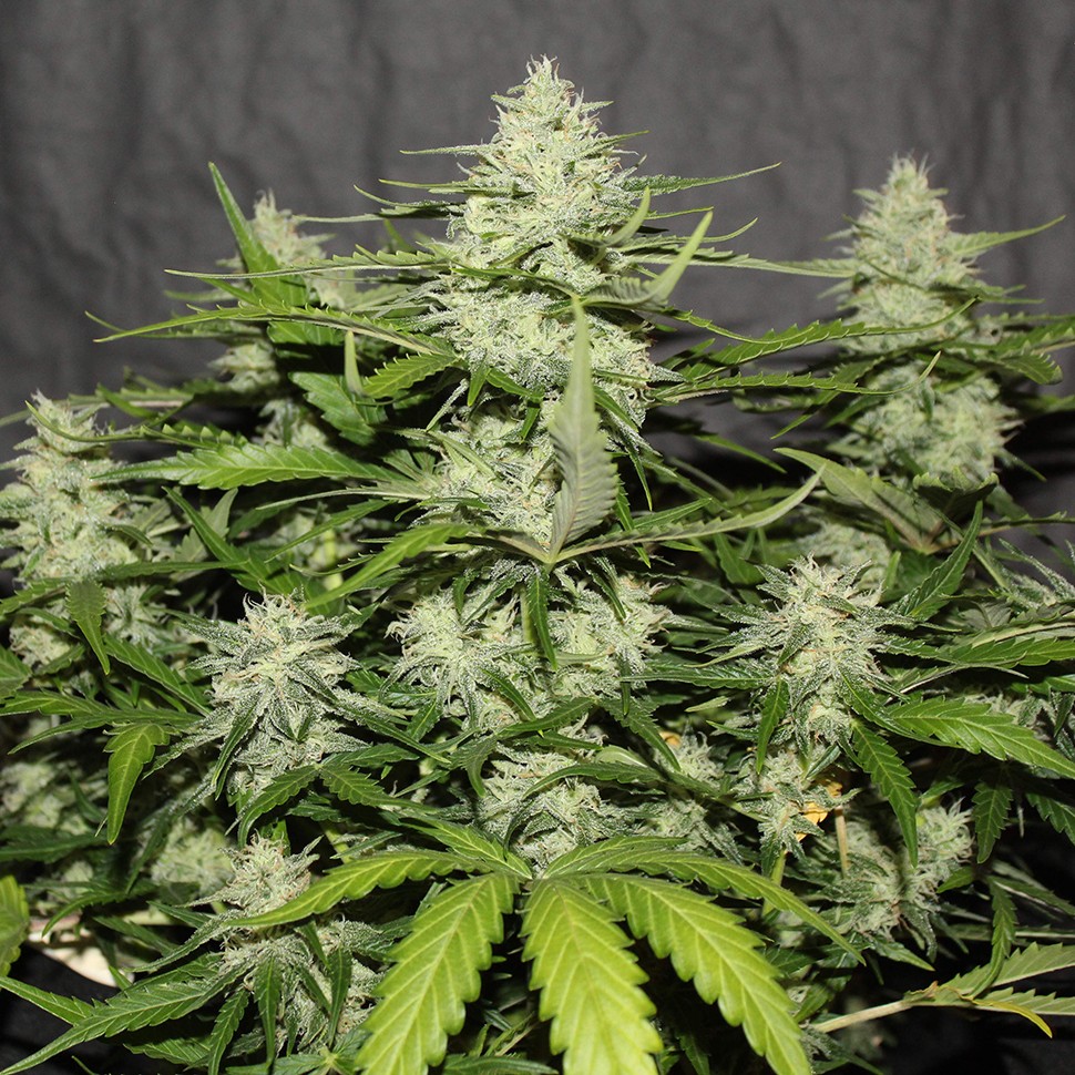 семена конопли недорого White Widow feminised Victory Seeds семена конопли недорого White Widow feminised Victory Seeds