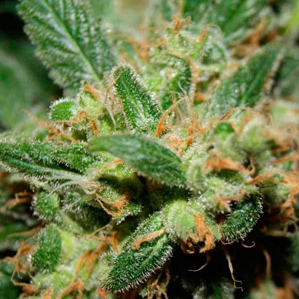 Семена ганжа  Freddy's Best feminised Ganja Seeds