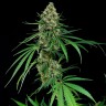 Critical feminised Ganja Seeds Critical feminised Ganja Seeds