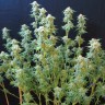 Семена ганжа  White Gum feminised Ganja Seeds Семена ганжа  White Gum feminised Ganja Seeds