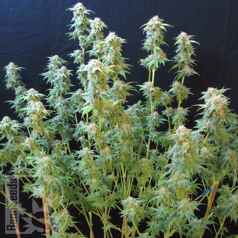 Семена ганжа  White Gum feminised Ganja Seeds