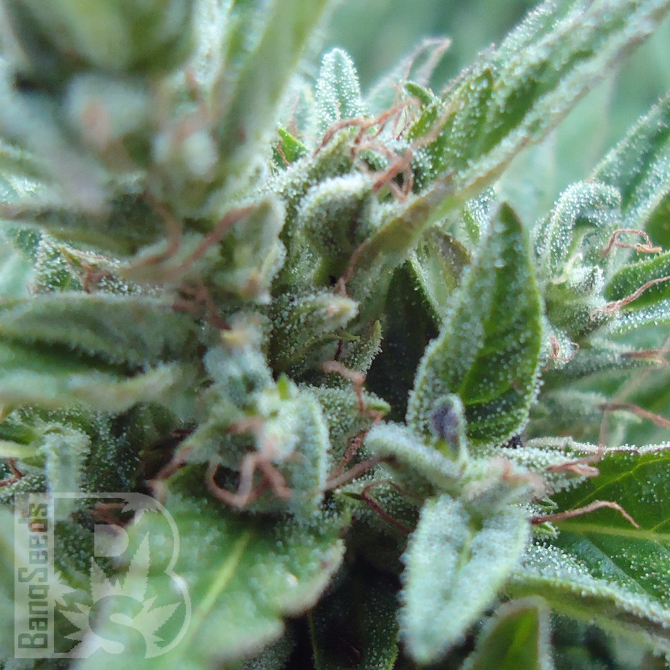 Семена ганжа  White Gum feminised Ganja Seeds