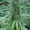 Семена ганжа  White Gum feminised Ganja Seeds