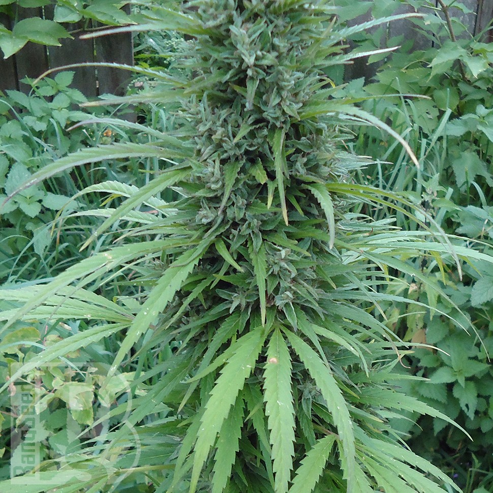 Семена ганжа  White Gum feminised Ganja Seeds