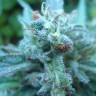 Семена ганжа  White Gum feminised Ganja Seeds