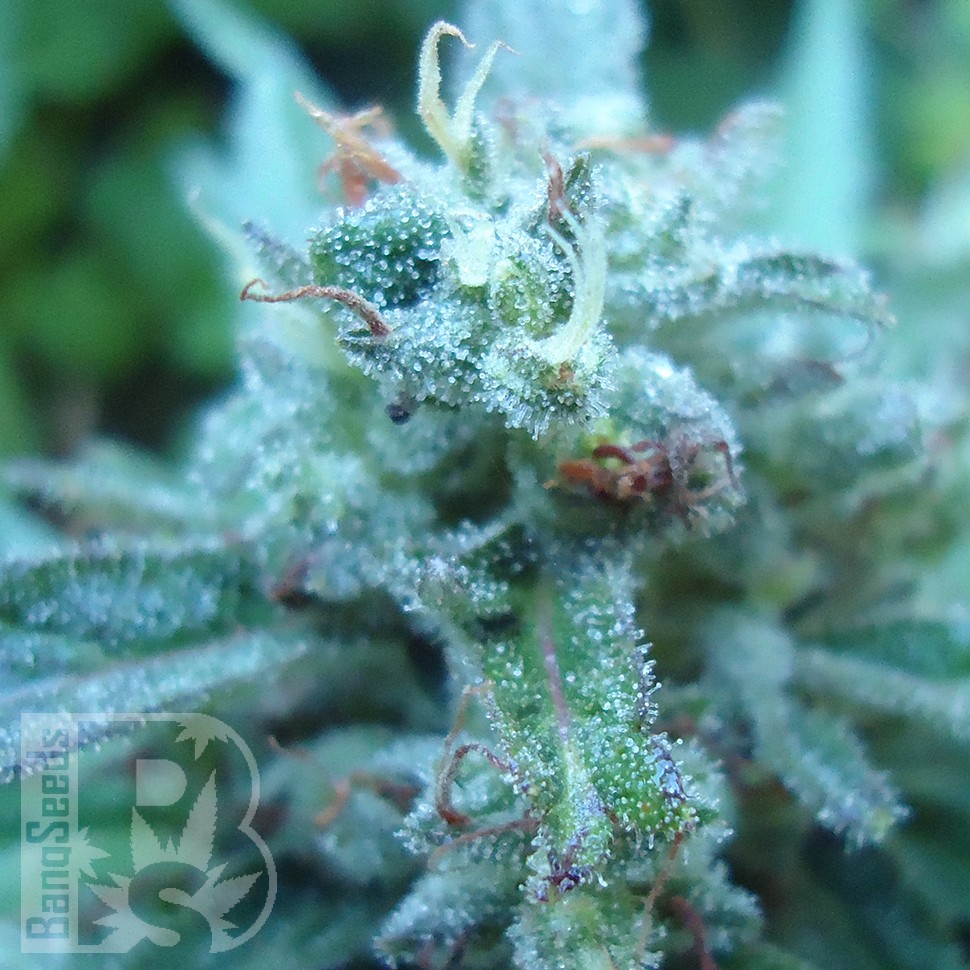 Семена ганжа  White Gum feminised Ganja Seeds
