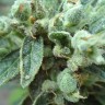 Семена ганжа  White Gum feminised Ganja Seeds