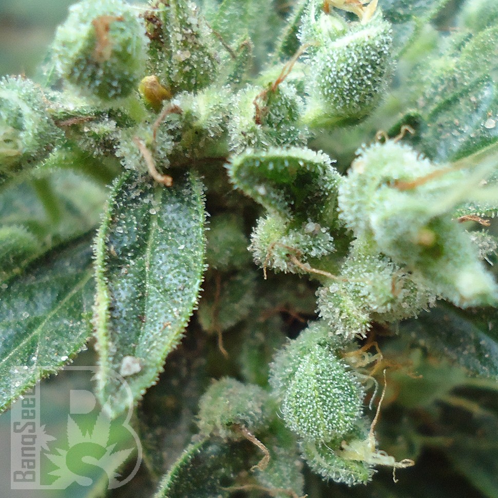 Семена ганжа  White Gum feminised Ganja Seeds